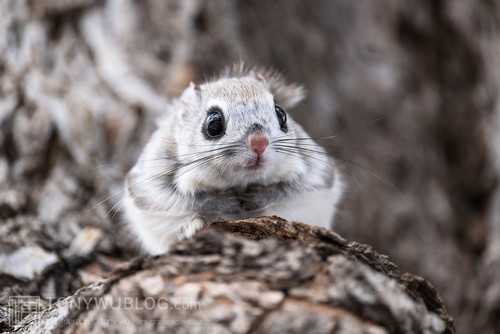 japanese dwarf flying squirrel male 202002 13619