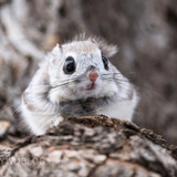 japanese dwarf flying squirrel male 202002 13619