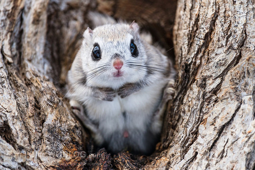 japanese dwarf flying squirrel male 202002 13163.jpg