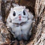 japanese dwarf flying squirrel male 202002 13163