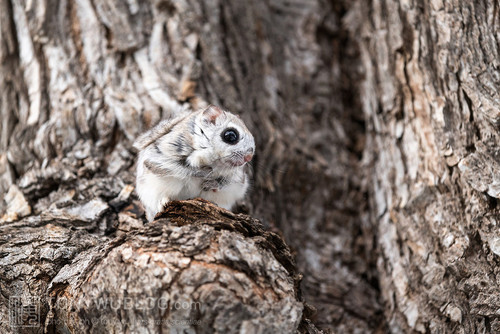 japanese dwarf flying squirrel male 202002 12839