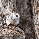 japanese dwarf flying squirrel male 202002 12839