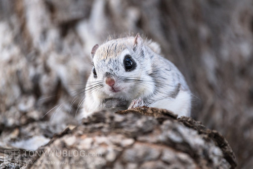 japanese dwarf flying squirrel male 202002 13027