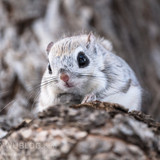 japanese dwarf flying squirrel male 202002 13027