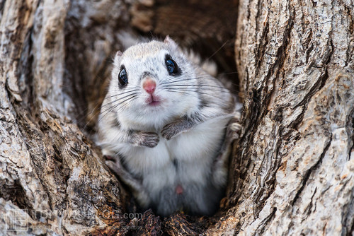 japanese dwarf flying squirrel male 202002 13196.jpg