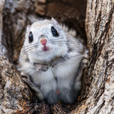 japanese dwarf flying squirrel male 202002 13196