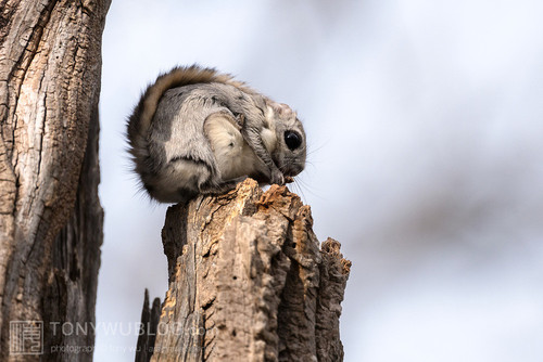 japanese dwarf flying squirrel 202002 16244.jpg