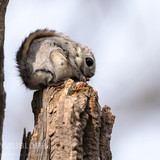 japanese dwarf flying squirrel 202002 16244