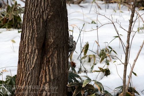 japanese dwarf flying squirrel copulation 202002 14322.jpg