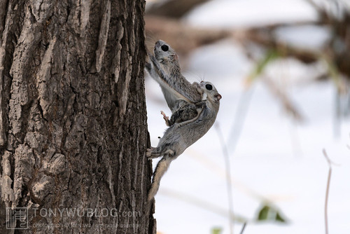 japanese dwarf flying squirrels mating 202002 14594.jpg