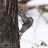 japanese dwarf flying squirrels mating 202002 14594