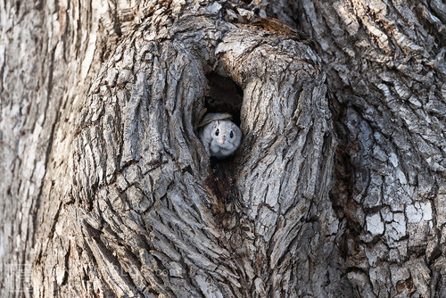japanese dwarf flying squirrel male 202002 13950.jpg