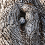 japanese dwarf flying squirrel male 202002 13950