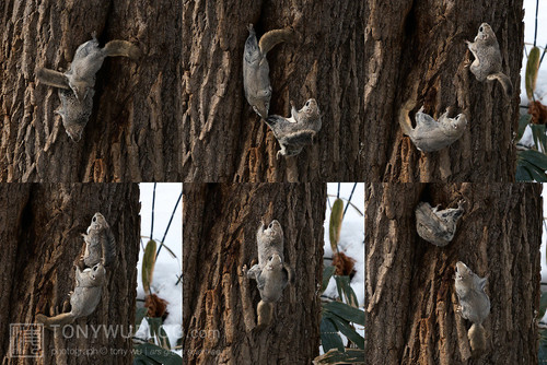 japanese dwarf flying squirrels copulation 202002 14268.jpg