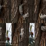 japanese dwarf flying squirrels copulation 202002 14268