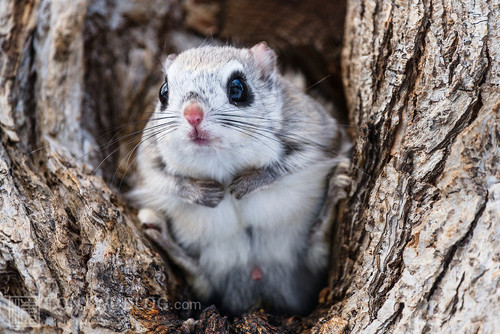 japanese dwarf flying squirrel male 202002 13152.jpg