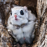 japanese dwarf flying squirrel male 202002 13152