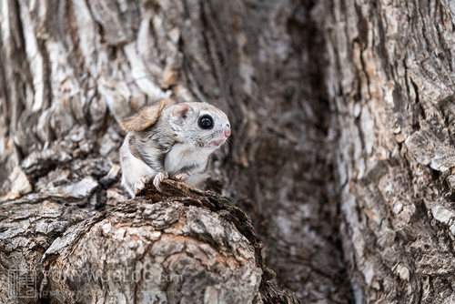 japanese dwarf flying squirrel male 202002 12554