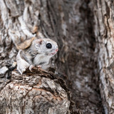 japanese dwarf flying squirrel male 202002 12554