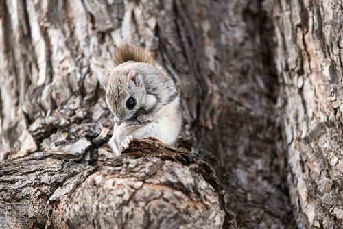 japanese dwarf flying squirrel male 202002 12604.jpg