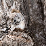 japanese dwarf flying squirrel male 202002 12604