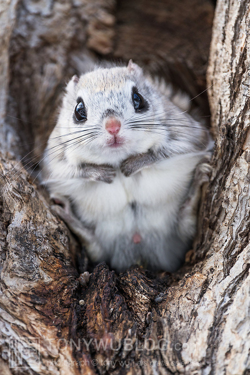 japanese dwarf flying squirrel male 202002 13229.jpg