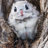 japanese dwarf flying squirrel male 202002 13229
