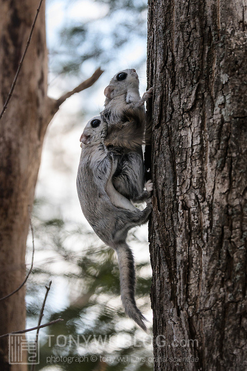 japanese dwarf flying squirrels mating 202002 15328.jpg