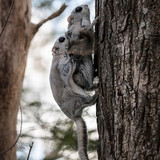 japanese dwarf flying squirrels mating 202002 15328