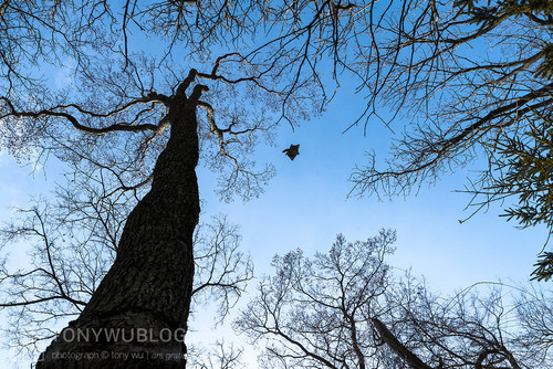 japanese dwarf flying squirrel airborne 202002 15570.jpg