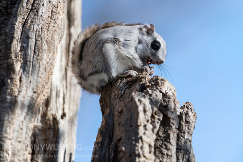 pteromys volans orii flying squirrel eating japan 202103 1946