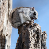 pteromys volans orii flying squirrel eating japan 202103 1946