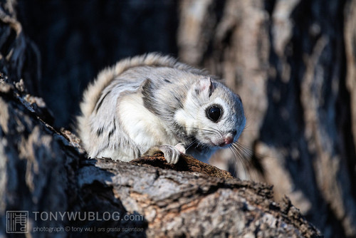 japanese dwarf flying squirrel 202002 14078.jpg