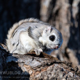 japanese dwarf flying squirrel 202002 14078