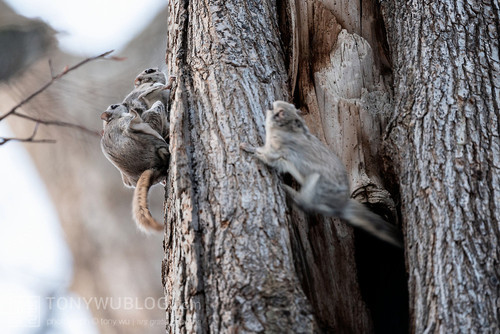 pteromys volans orii flying squirrel mating cuckold japan 202103 4526.jpg