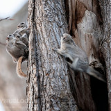 pteromys volans orii flying squirrel mating cuckold japan 202103 4526