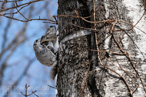 pteromys volans orii flying squirrel mating japan 202103 2811.jpg