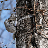 pteromys volans orii flying squirrel mating japan 202103 2811