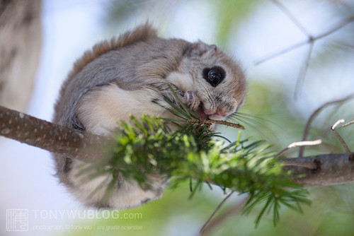 pteromys volans orii eating abies sachalinensis japan 202103 0999.jpg
