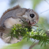 pteromys volans orii eating abies sachalinensis japan 202103 0999