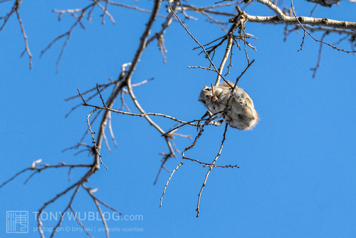 pteromys volans orii flying squirrel japan 202202 15721.jpg