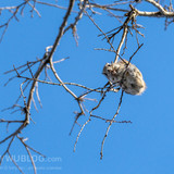 pteromys volans orii flying squirrel japan 202202 15721