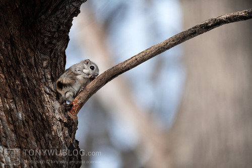 pteromys volans orii flying squirrel japan 202103 3839.jpg