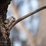 pteromys volans orii flying squirrel japan 202103 3839