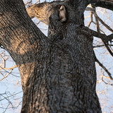 japanese flying squirrel pteromys volans orii 202103 4726.jpg