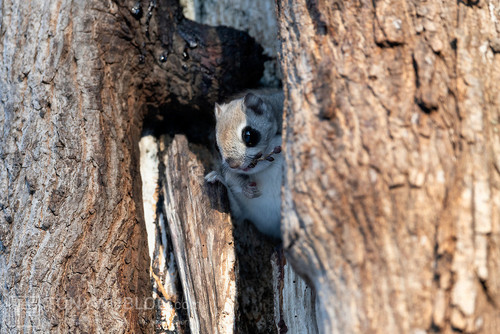 japanese flying squirrel pteromys volans orii 202103 0637.jpg