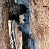 japanese flying squirrel pteromys volans orii 202103 0637