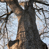 japanese flying squirrel pteromys volans orii 202103 4727.jpg
