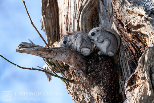 japanese flying squirrel pteromys volans orii 202103 4413.jpg