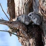japanese flying squirrel pteromys volans orii 202103 4413